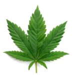 Dismantling the Marijuana Dependency Debate — Safer Sacramento